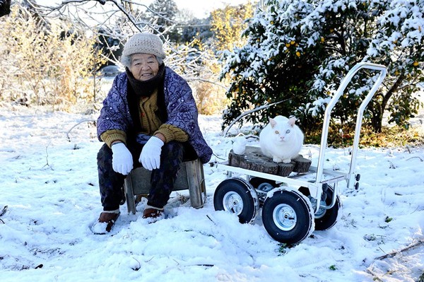 Tạm biệt Fukumaru, chú mèo Nhật Bản từng khiến hàng triệu người yêu mến - Ảnh 17.