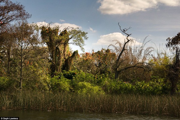 Hình ảnh ghê rợn bên trong công viên nước bỏ hoang 15 năm của Disney - Ảnh 15.