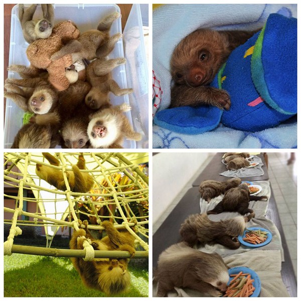 Trại trẻ mồ c&ocirc;i nơi những ch&uacute; lười được chơi với th&uacute; b&ocirc;ng cho bớt c&ocirc; đơn - Ảnh 3.
