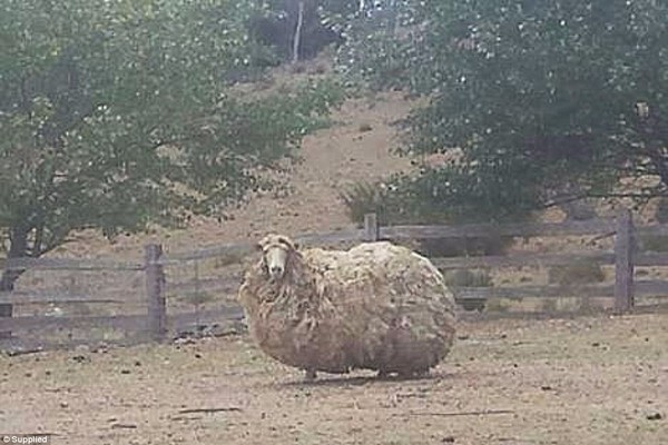 Con cừu dạt nhà đi bụi nhiều năm trời vì sợ bị cạo lông - Ảnh 2.