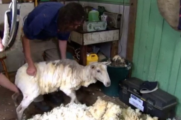 Con cừu dạt nhà đi bụi nhiều năm trời vì sợ bị cạo lông - Ảnh 5.