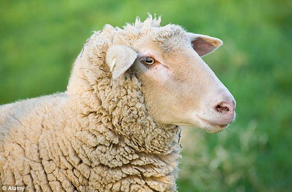 Nội tạng hiến tặng được nuôi trong cừu và lợn - Ảnh 1.