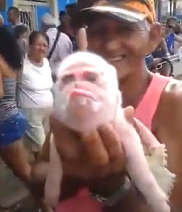 Sinh vật mình lợn, mặt khỉ gây náo loạn Cuba - Ảnh 2.