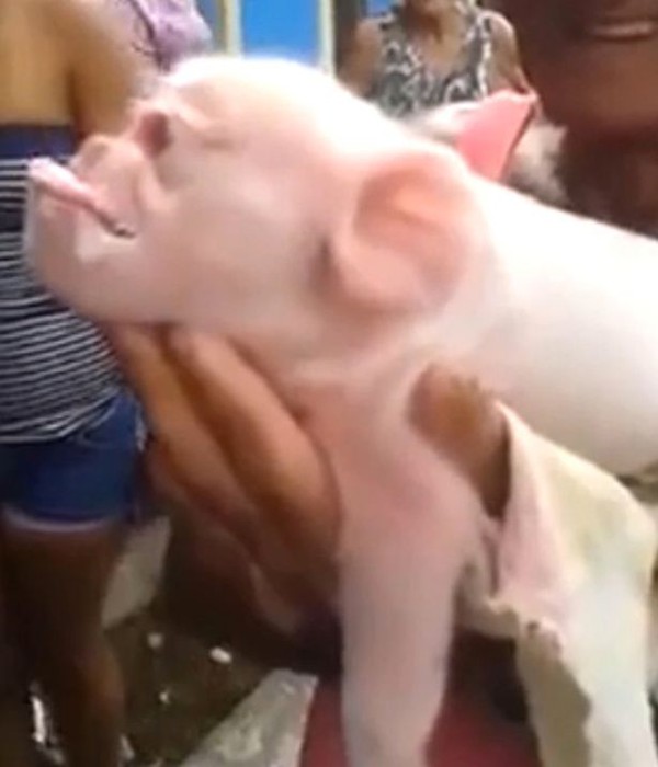 Sinh vật mình lợn, mặt khỉ gây náo loạn Cuba - Ảnh 3.