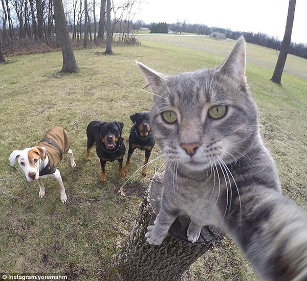 Chú mèo có biệt tài selfie cực chất trở thành ngôi sao MXH với hơn nửa  triệu fan