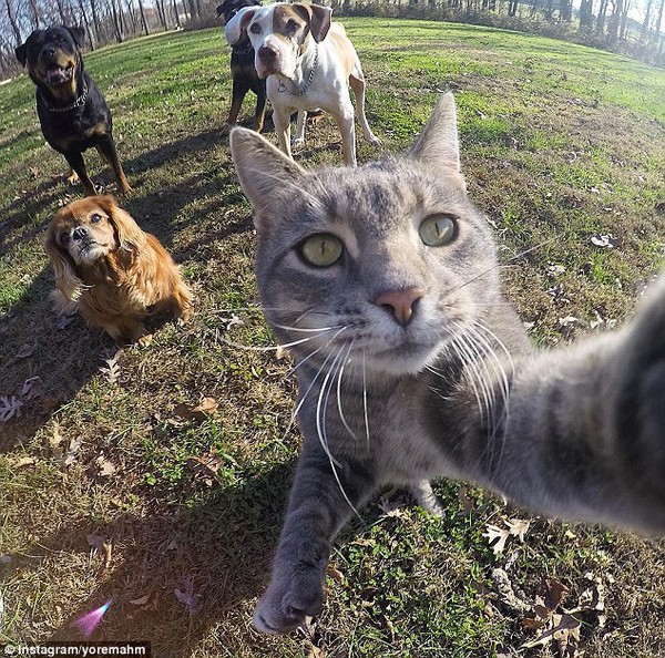 Đại ca mèo xám sống ảo chụp ảnh tự sướng với đàn em - Ảnh 2.