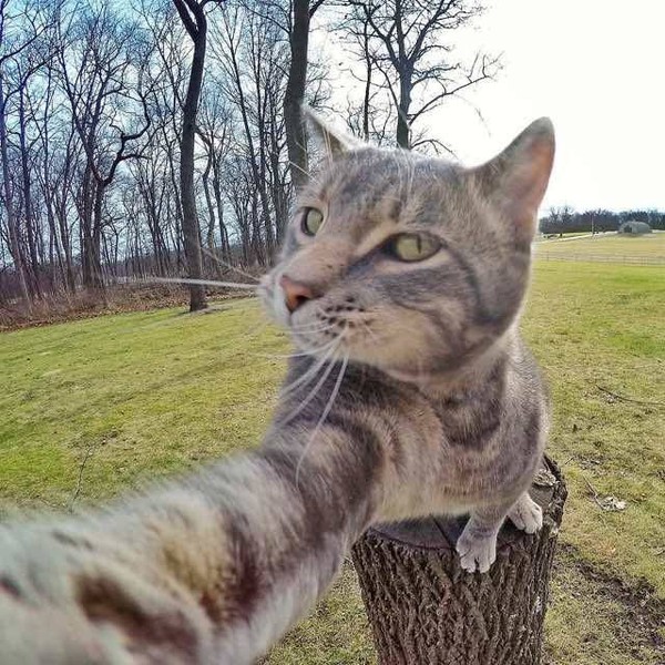 Đại ca mèo xám sống ảo chụp ảnh tự sướng với đàn em - Ảnh 3.