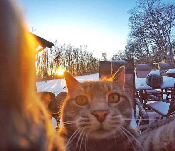 Đại ca mèo xám sống ảo chụp ảnh tự sướng với đàn em - Ảnh 5.