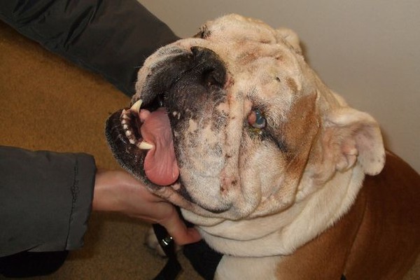 Chú chó thay đổi cuộc đời sau khi được phẫu thuật thẩm mỹ căng da mặt - Ảnh 2.
