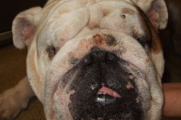 Chú chó thay đổi cuộc đời sau khi được phẫu thuật thẩm mỹ căng da mặt - Ảnh 3.