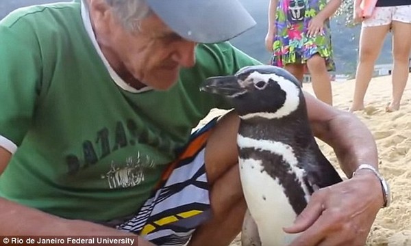 Chú chim cánh cụt vượt 8000km mỗi năm để về thăm ân nhân - Ảnh 2.