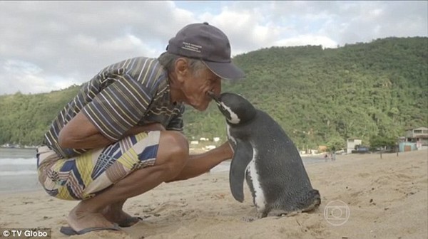 Chú chim cánh cụt vượt 8000km mỗi năm để về thăm ân nhân - Ảnh 3.