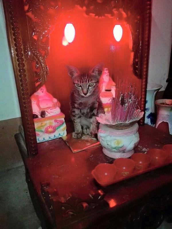 T&oacute;m gọn 13 con m&egrave;o đang ngồi tr&ecirc;n b&agrave;n thờ bu&ocirc;n hoa quả - Ảnh 12.