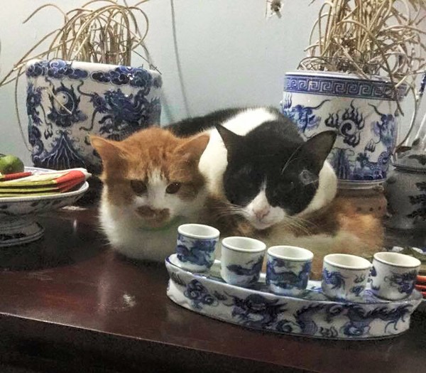 T&oacute;m gọn 13 con m&egrave;o đang ngồi tr&ecirc;n b&agrave;n thờ bu&ocirc;n hoa quả - Ảnh 2.