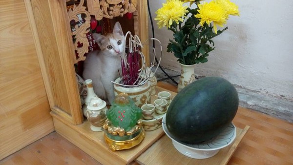 T&oacute;m gọn 13 con m&egrave;o đang ngồi tr&ecirc;n b&agrave;n thờ bu&ocirc;n hoa quả - Ảnh 3.