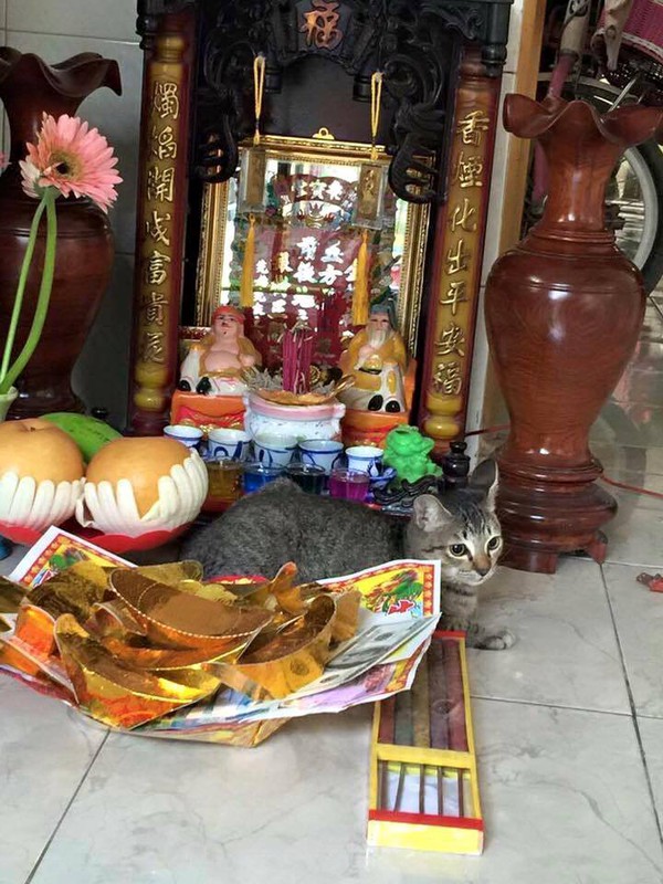 T&oacute;m gọn 13 con m&egrave;o đang ngồi tr&ecirc;n b&agrave;n thờ bu&ocirc;n hoa quả - Ảnh 5.