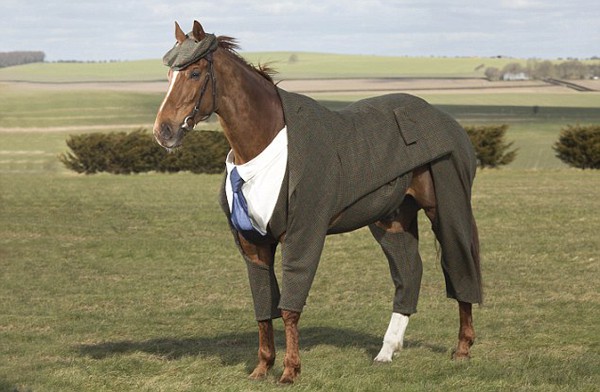 Làm quen với anh ngựa mặc vest bảnh trai nhất thế giới - Ảnh 1.