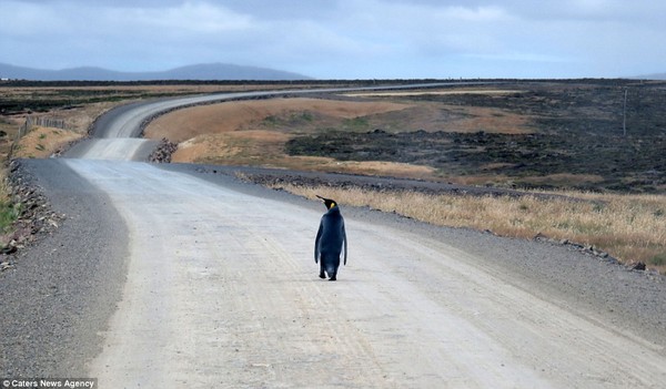 Chú chim cánh cụt cô đơn nhất thế giới một mình đi tìm đồng đội - Ảnh 1.