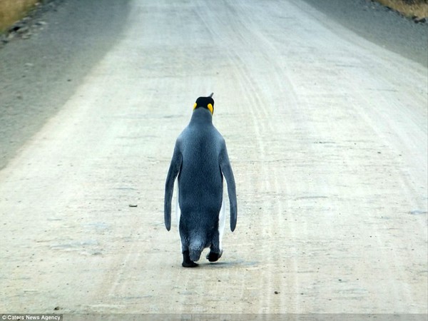 Chú chim cánh cụt cô đơn nhất thế giới một mình đi tìm đồng đội - Ảnh 2.