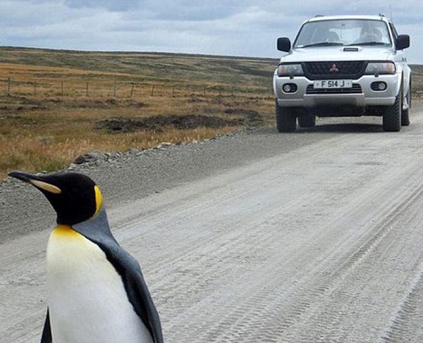 Chú chim cánh cụt cô đơn nhất thế giới một mình đi tìm đồng đội - Ảnh 5.