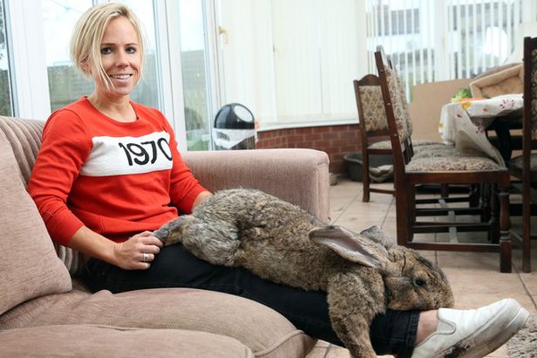 Chú thỏ khổng lồ mới 18 tháng đã lớn ngang đứa trẻ 7 tuổi - Ảnh 1.