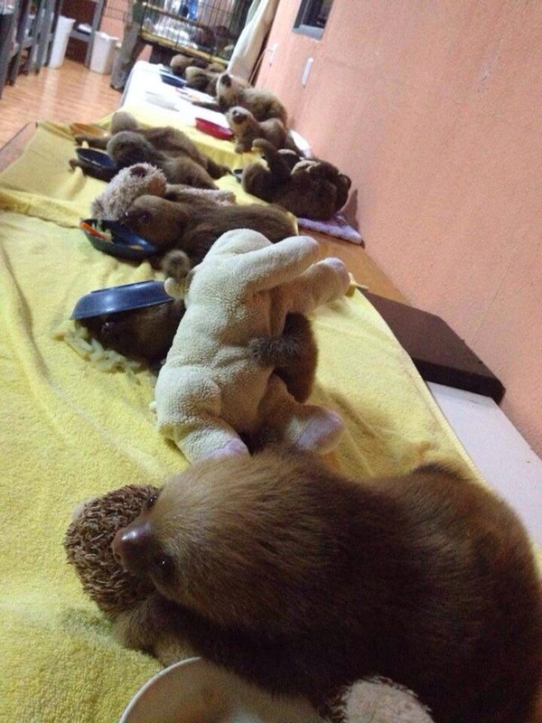 Trại trẻ mồ c&ocirc;i nơi những ch&uacute; lười được chơi với th&uacute; b&ocirc;ng cho bớt c&ocirc; đơn - Ảnh 4.