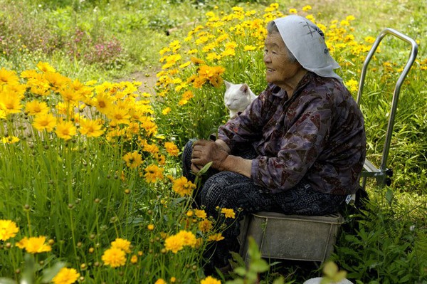 Tạm biệt Fukumaru, chú mèo Nhật Bản từng khiến hàng triệu người yêu mến - Ảnh 20.