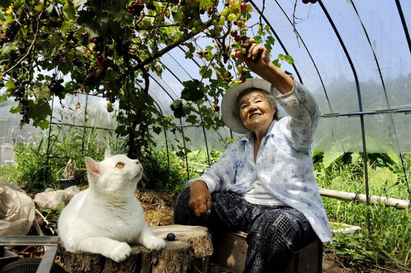 Tạm biệt Fukumaru, chú mèo Nhật Bản từng khiến hàng triệu người yêu mến - Ảnh 21.