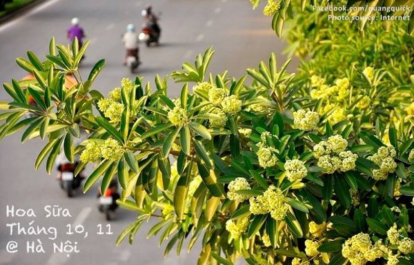 Hãy xem bộ ảnh này để thấy Việt Nam mình có những mùa lúa, mùa hoa thật đẹp! - Ảnh 21.