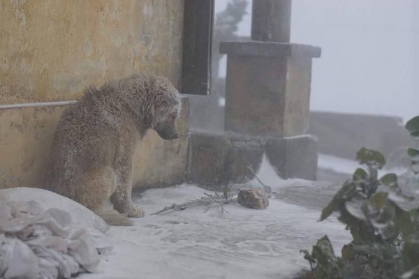 Bức ảnh chú chó nhỏ co ro giữa mưa tuyết Mẫu Sơn khiến người xem rớt nước mắt - Ảnh 1.