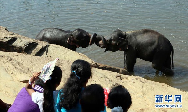 Ghé thăm trại trẻ mồ côi lớn nhất thế giới chỉ dành riêng cho loài voi - Ảnh 7.