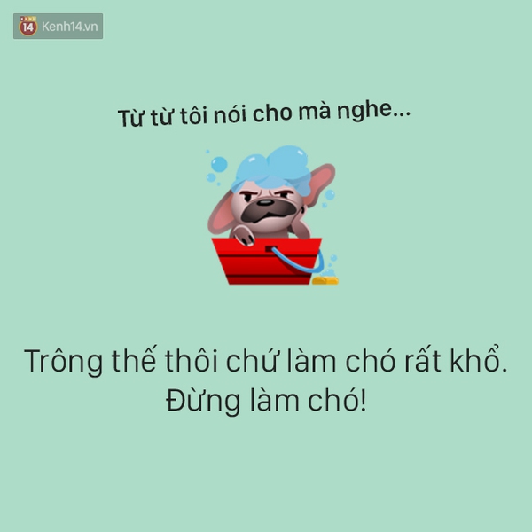 T&acirc;m sự đầy đau khổ của một ch&uacute; ch&oacute; - Ảnh 2.