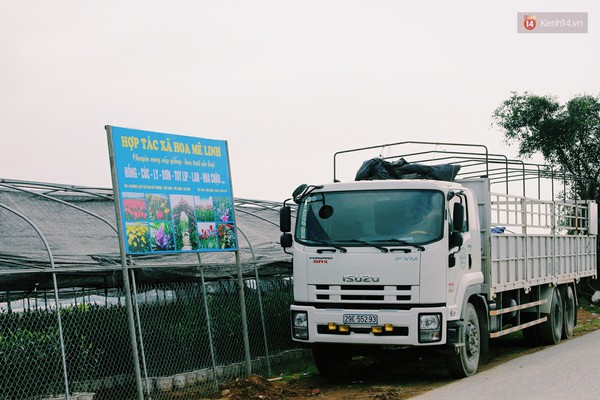 Người trồng hoa ở M&ecirc; Linh chi h&agrave;ng trăm triệu đưa hoa ly l&ecirc;n Sa Pa l&aacute;nh nạn - Ảnh 3.