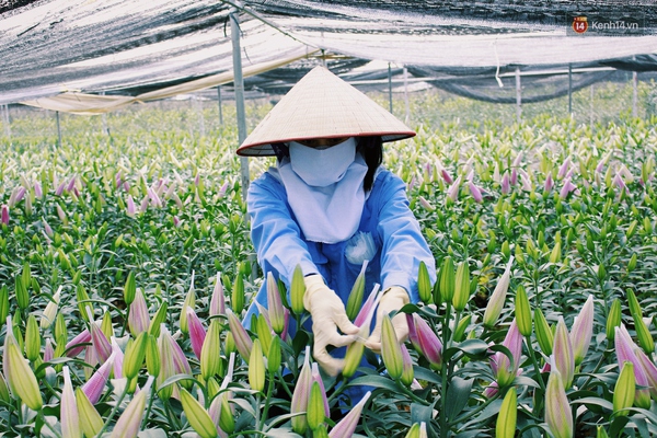 Người trồng hoa ở Mê Linh chi hàng trăm triệu đưa hoa ly lên Sa Pa lánh nạn - Ảnh 1.