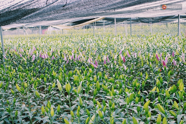 Người trồng hoa ở Mê Linh chi hàng trăm triệu đưa hoa ly lên Sa Pa lánh nạn - Ảnh 7.