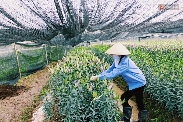 Người trồng hoa ở M&ecirc; Linh chi h&agrave;ng trăm triệu đưa hoa ly l&ecirc;n Sa Pa l&aacute;nh nạn - Ảnh 8.
