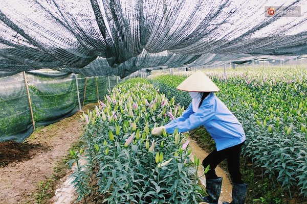 Người trồng hoa ở Mê Linh chi hàng trăm triệu đưa hoa ly lên Sa Pa lánh nạn - Ảnh 8.