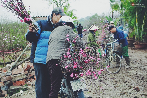 Thời tiết nóng lạnh thất thường, người trồng đào Nhật Tân kẻ khóc người cười - Ảnh 11.