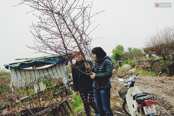 Thời tiết nóng lạnh thất thường, người trồng đào Nhật Tân kẻ khóc người cười - Ảnh 6.