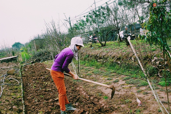 Thời tiết nóng lạnh thất thường, người trồng đào Nhật Tân kẻ khóc người cười - Ảnh 10.