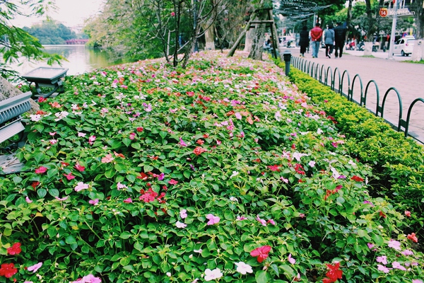 Cận cảnh những thảm hoa ở bên hồ Hoàn Kiếm thủng lỗ chỗ vì bị lấy trộm - Ảnh 3.