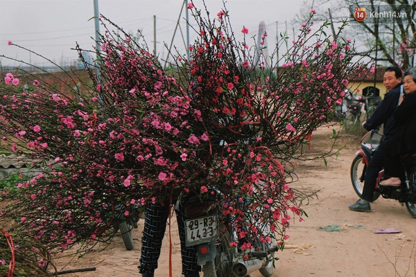 Đẹp nao lòng những cành đào sau Tết mới bung hoa, bán 20.000đ không ai mua phải đem cắt bỏ - Ảnh 13.