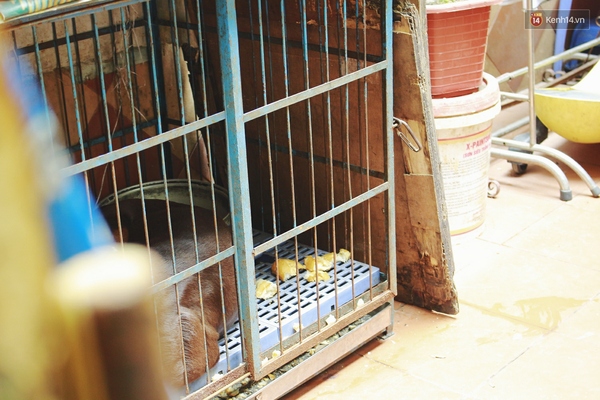 Vụ 4 con ch&oacute; dữ x&ocirc;ng v&agrave;o cắn chủ qua lời kể đầy sợ h&atilde;i của những người chứng kiến - Ảnh 3.