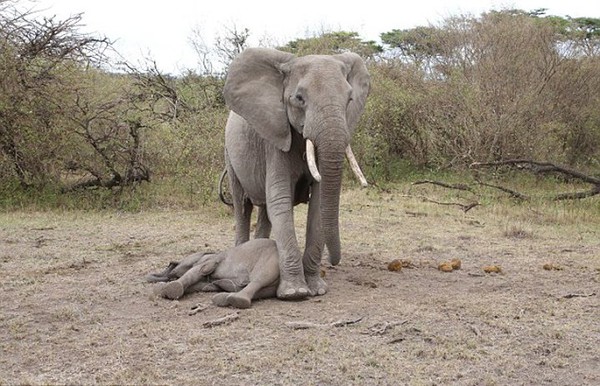Xúc động trước cảnh tượng voi mẹ cố gắng lay gọi voi con bị mắc bẫy trong vô vọng - Ảnh 2.