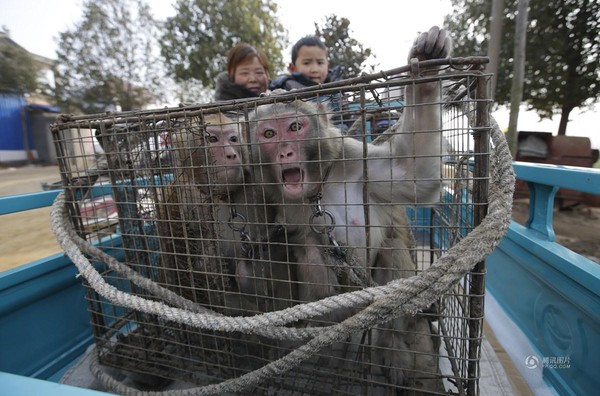 Năm con khỉ, ghé thăm ngôi làng chuyên đào tạo Tề Thiên Đại Thánh ở Trung Quốc - Ảnh 21.