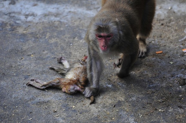 Xót xa trước hình ảnh khỉ mẹ ôm xác khỉ con nửa bước không rời - Ảnh 2.