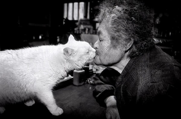Tạm biệt Fukumaru, chú mèo Nhật Bản từng khiến hàng triệu người yêu mến - Ảnh 7.