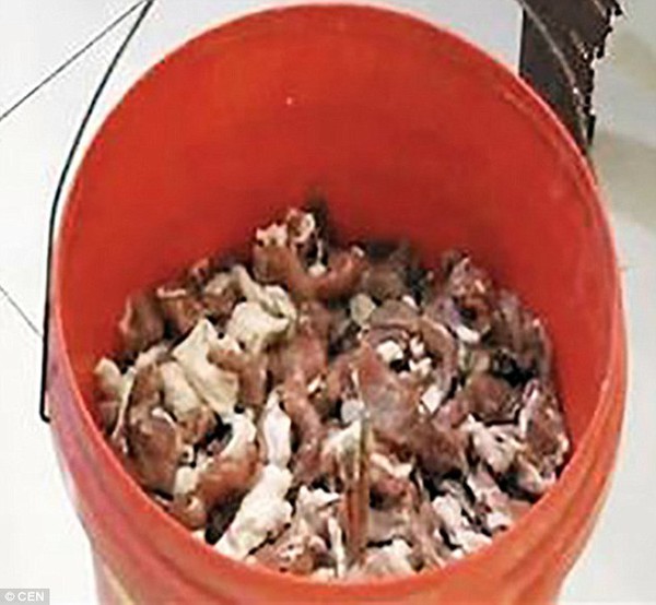 S&ocirc;́c với thịt lợn phát sáng tại Trung Qu&ocirc;́c - Ảnh 3.