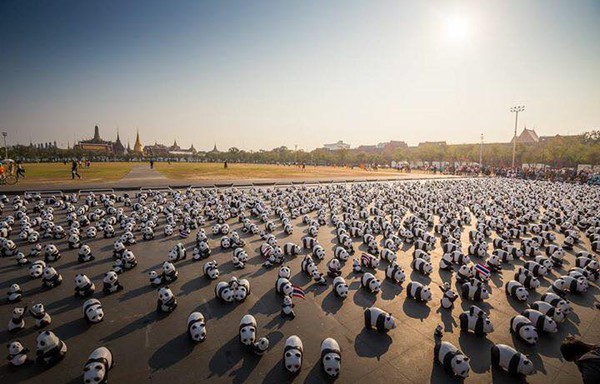 Tập đo&agrave;n 1.600 ch&uacute; gấu tr&uacute;c đổ bộ v&agrave;o Th&aacute;i Lan khiến người d&acirc;n đứng ngồi kh&ocirc;ng y&ecirc;n - Ảnh 1.