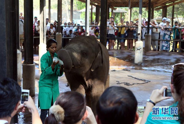 Ghé thăm trại trẻ mồ côi lớn nhất thế giới chỉ dành riêng cho loài voi - Ảnh 6.